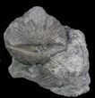 Platystrophia Brachiopod Fossil From Kentucky #35120-1